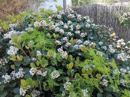 Image result for Nidorella pinnata