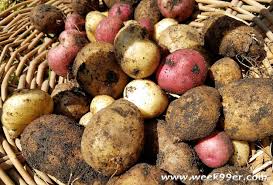 Depending on the rental market in your area, you can rent a room for anywhere from $150 to $1,000 a month or more. How To Set Up Your Own Potato Growing Bin Gardening Diy
