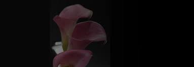 Sincerely, the silver spring store team. Florist Gift Cards Certificates In Mc Lean Va Page 9 Giftrocket