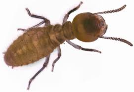 The ones that claim to use your houses circuitry to transmit the ultrasonic. Beware Poison Pumpers Why You Don T Need Toxic Pesticides Injected Into Your Walls