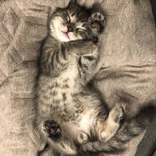 Sometimes The Smallest Things Take Up The Most Room In Your Heart Bagheeraandmowgli Stubentiger Babycat Baby Cats Mowgli Cats