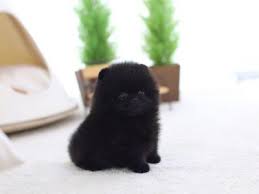 Enter your email address to receive alerts when we have new listings available for teacup pomeranian puppies for sale. All Puppies For Sale Teacup Dogs For Sale Teacup Pomsky Pom Poodle