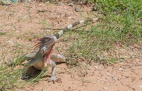 In particular, they like flowering shrubs, like hibiscus, berries, fruits and vegetables, like tomatoes, strawberries and figs. Green Iguana Wikiwand