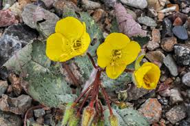 Image result for Secamone brevipes