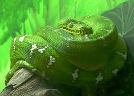 Corallus Caninus Emerald Boa Emerald Tree Boa Beautiful Snakes Deadly Animals