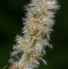 Image result for Kyphocarpa angustifolia