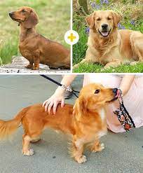 Pin En Animals And Pets