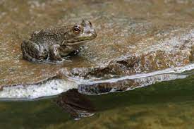 Choose where you want to build your chair. How To Kill Or Get Rid Of Frogs And Toads Dengarden