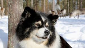 Finland (フィンランド, finrando) is a character in the series hetalia: Reindeer Dog Finnish Lapphund In Lapland Symbol Of Pello In Finland