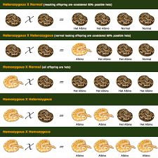 Crash Course Into Ball Python Genetics Sim Buhlic Reptiles