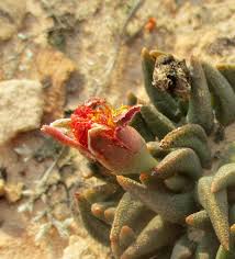 Image result for Hereroa glenensis