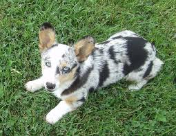 All of our corgi puppies get to keep their natural tails! California Dreaming Westridge Pembroke Welsh Corgis Home Facebook