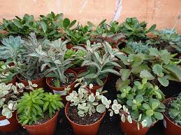 Make sure the pot and soil have good for relatively younger cacti plants, feel free to start by keeping them in a garden dish. How To Make An Indoor Cactus Garden Hayes Garden World
