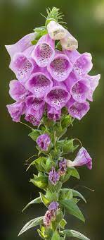 Purple Foxglove Flower Art Print By Tim Abeln Flower Prints Art Flower Art Flower Art Painting