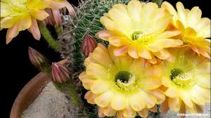 Explore and share the best blooming flower gifs and most popular animated gifs here on giphy. These Gifs Of Flowers Blooming Are Insanely Satisfying