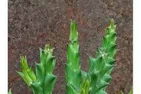 Image result for Orbea caudata