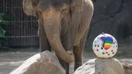 Pride Night at the Cincinnati Zoo & Botanical Gardens