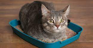 Learn about bladder stones in cats including symptoms, causes, treatments, diagnosis, and more. Crystals In Cat Urine And How To Treat Them Blue Buffalo