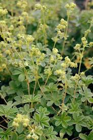 Image result for Alchemilla johnstonii