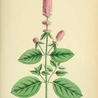 Image result for Psilotrichum scleranthum