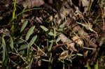 Image result for Indigofera soutpansbergensis