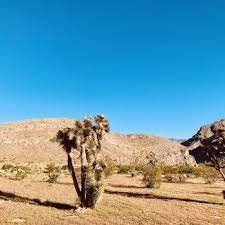 We did not find results for: Beaver Dam Wash National Conservation Area Hiking St George Ut Phone Number