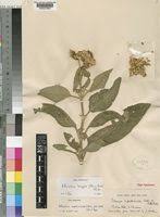 Image result for Bothriocline inyangana