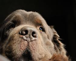 Up Close And Personal, Big Dog Style - My Brown Newfies