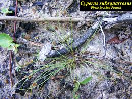 Image result for Lipocarpha micrantha