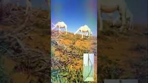 رقص كيك لاحلي بنت خليجية نار ترقص وتستعرض جسمها علي الكام +1. Ø³Ù‡Ø±Ø© Ø±Ø¨Ø§Ø¨Ø© Ø§Ø¨Ùˆ Ø§Ù„Ø²Ù„Ù Ù„Ù„Ø´Ø§Ø¹Ø± Ø¹Ù„ÙŠ Ù„Ø·ÙÙŠØ© Ù…Ù† Ø¬Ø±Ø§Ø¬ÙŠØ± Ø¹Ù†Ø¯Ù„ÙŠØ¨ Ø§Ù„Ø¬Ø¨Ù„ Ù…Ø¬Ø§Ù†ÙŠ Mp3