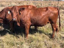 Beef And Dairy Cattle For Sale Mpumalanga In 2020 Cattle For Sale Jersey Cattle Cattle