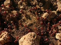 In most cases, the sting will simply be irritating, generally. Fire Ant Bites Treatment Symptoms What They Look Like