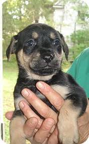 Like puppies, bunnies, babies, and so on. Old Bridge Nj German Shepherd Dog Meet Cloris A Pet For Adoption
