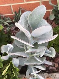 Crassula Silver Shadow Shadow Plants Plants Succulents