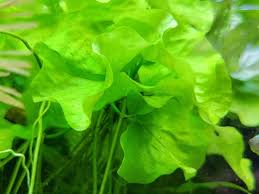 Image result for Nymphoides