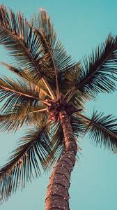 See more ideas about beautiful nature, scenery, nature photography. Cool Palm Trees Wallpapers Top Free Cool Palm Trees Backgrounds Wallpaperaccess