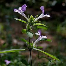 Image result for Hygrophila schulli