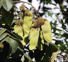 Image result for Centrolobium