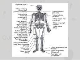 Apa yang terjadi jika manusia tidak memiliki rangka? Rangka Manusia Persendian Tulang Dadn Jenis Penyakit Tulang