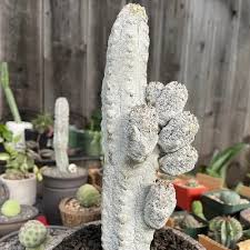 Image result for Euphorbia halipedicola