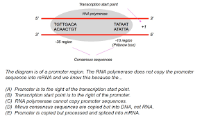 Solved Transcription start point RNA polymerase 5' 3