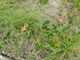 Image result for Rhynchosia elegans