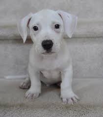 Home At Last Dog Rescue Adoptable Dogs Rescue Dogs Dog Adoption Dogs