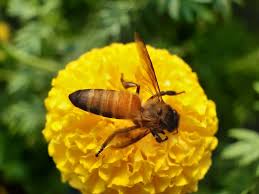 Bees produce honey from the sugary secretions of plants (floral nectar) or from secretions of other insects (such as honeydew), by regurgitation, enzymatic activity, and. Untold Honey Trap Of Coronavirus Lockdown Telegraph India