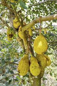 Jackfruit Care How To Grow Jackfruit Trees