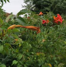 Trumpet vine is so hardy you could root it in dirt from your vacuum cleaner, but potting soil is good for rooting all cuttings. Bleeding Heartland