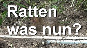 Wir listen im folgenden auf, was sie gegen mäuse und ratten im haus und gartenhaus tun könne, ohne die oben diskutierten giftköder zu benutzen. Ratten Im Bienen Garten Und Nun Youtube