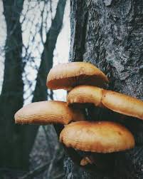 Late Autumn Mood Mushrooms Natureza Naturephotography Stuffed Mushrooms Nature Photography Mushroom Fungi