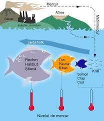 Circuitul materiei in ecosistemele terestre. Mercur Element Wikipedia