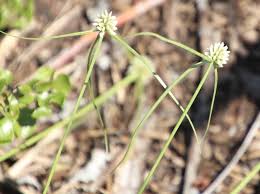Image result for Cyperus dubius